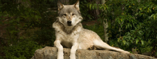 Protecting The Gray Wolf In California