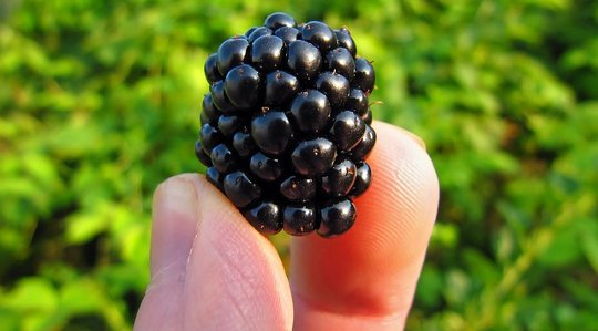 Zen and the Art of Blackberry Picking Zen and the Art of Blackberry Picking