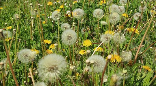 Conventional Medicine and the Placebo Effect in Hay Fever Cures Conventional Medicine and the Placebo Effect in Hay Fever Cures