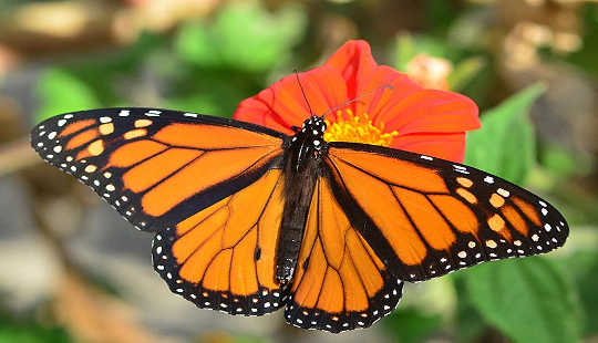 How Monarch Butterflies Make It To Mexico Without A Map