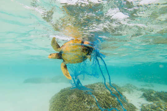 These Are The Plastic Items That Most Kill Whales, Dolphins, Turtles and Seabirds These Are The Plastic Items That Most Kill Whales, Dolphins, Turtles and Seabirds
