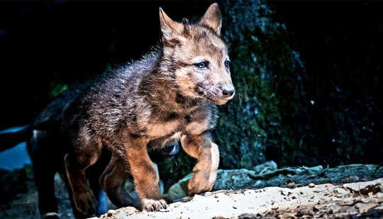Why your puppy gets you but a wolf pup won’t Why your puppy gets you but a wolf pup won’t