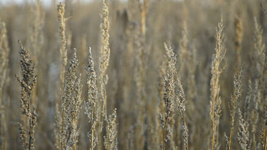 Developing Inner Vision with the Queen of Herbs and the Spirit of Mugwort Mugwort (Artemisia vulgaris)