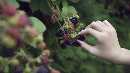 How We Got Our Taste For Sweets hand reaching out and picking blackberries