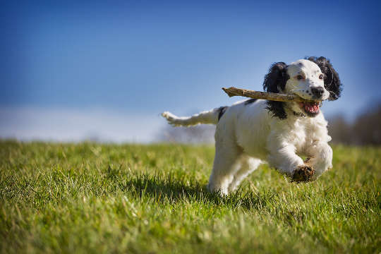 Today's Inspiration: November 5, 2022 dog running with a stick in its mouth