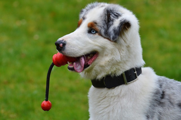 Young dog wanting to play Image by Alexa from Pixabay.&nbsp;
