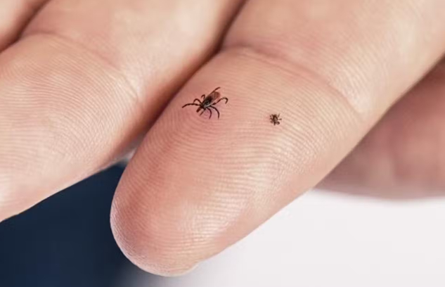 06 18 ticks 1