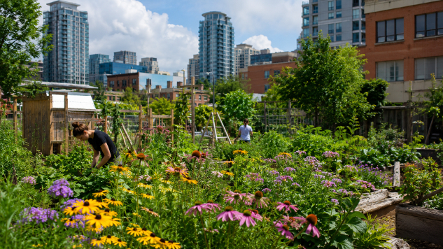 Enhancing Urban Biodiversity for Pollinators
