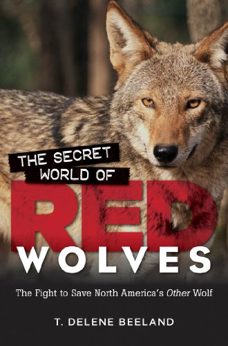 The secret world of red wolves
